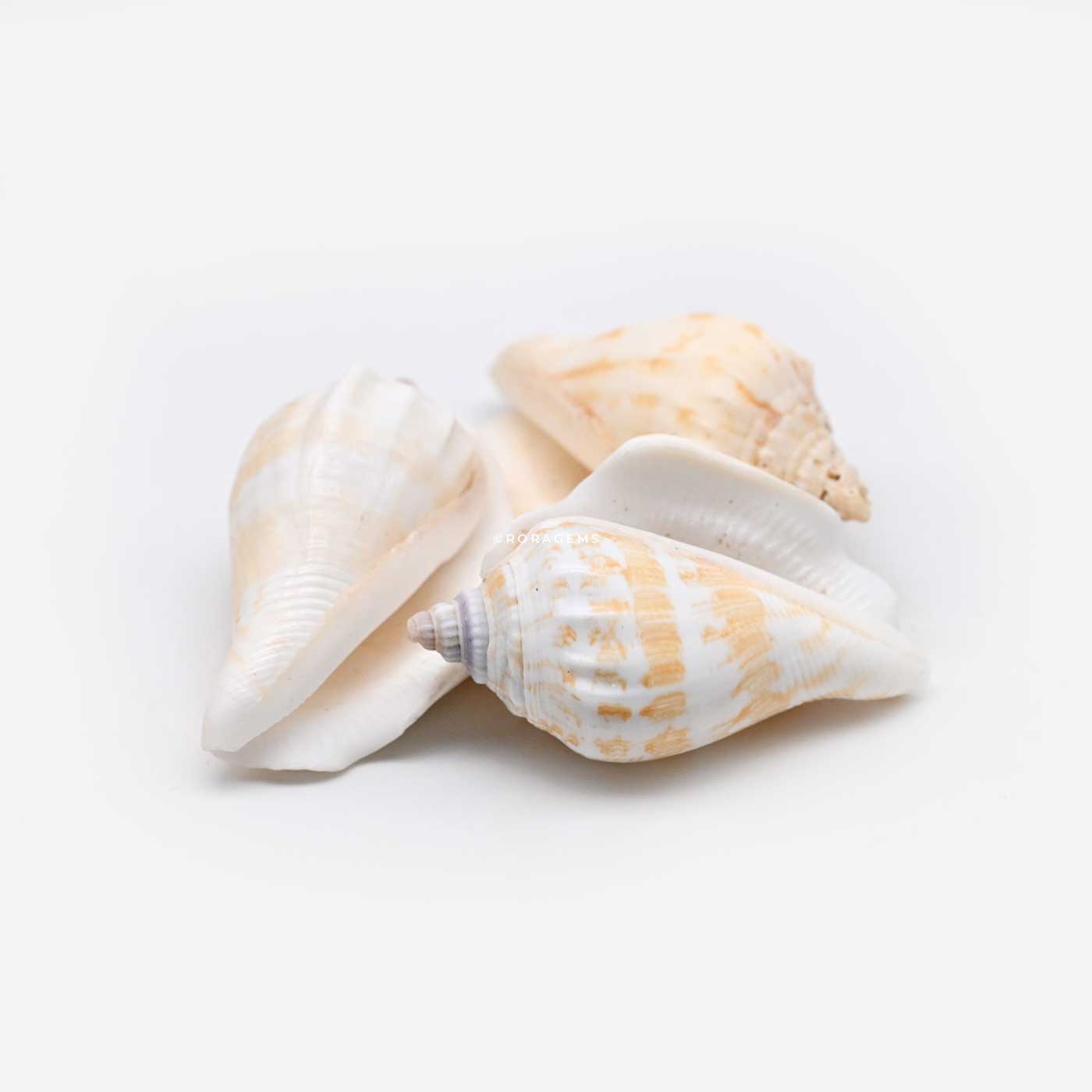 Buy conch shells Online at Best seashels Price in Borella colombo Srilanka for children educational knowledge items