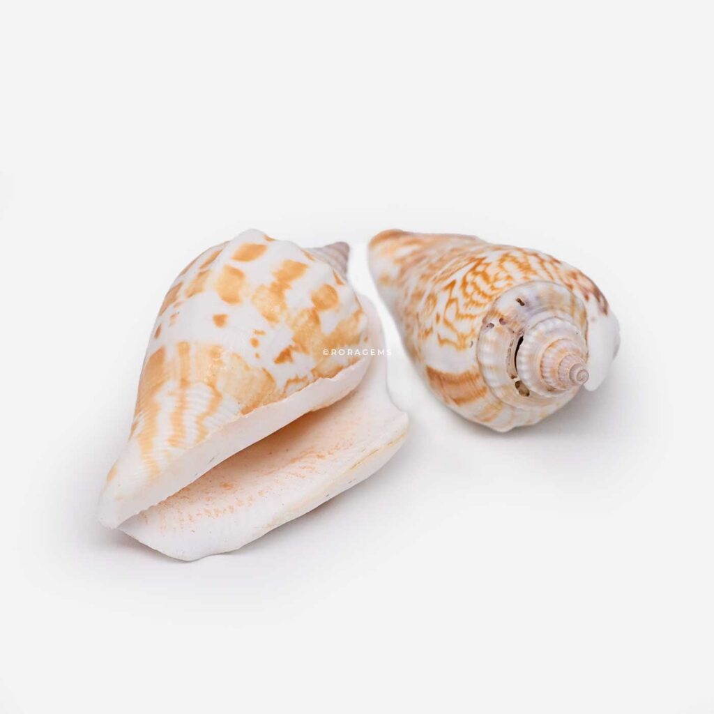order Mini conchshell for school projects and small ocean shells for DIY crafts toys ornaments natural sea shells