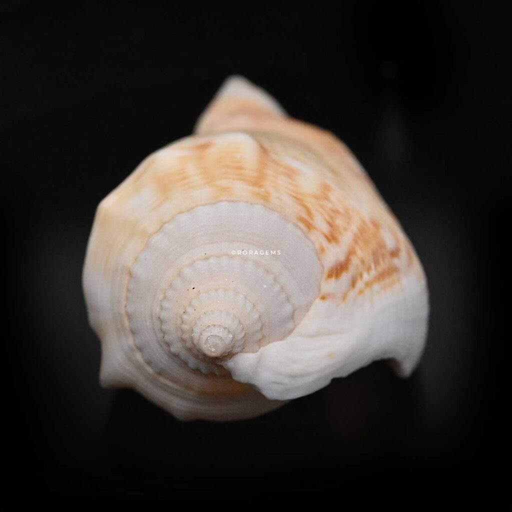order online Decorative natural conch shells and beach shells for aquarium home decor including nautilus shells murex shells