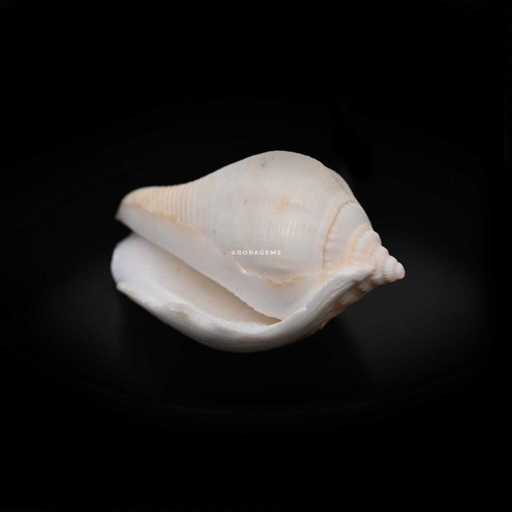 වාලම්පුරි Walampuri Walampoori Valampuri Vaalampoori Small ocean shells and natural corn shell for jewelry making buy colombo