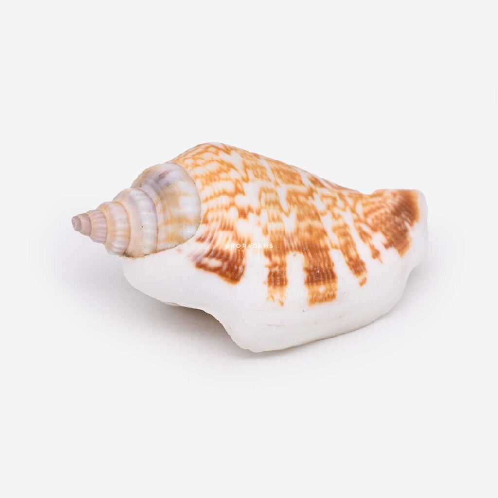 Conch Shell and spiral conch sea shells DIY keychains school projects beach shells landscaping accessories photography props