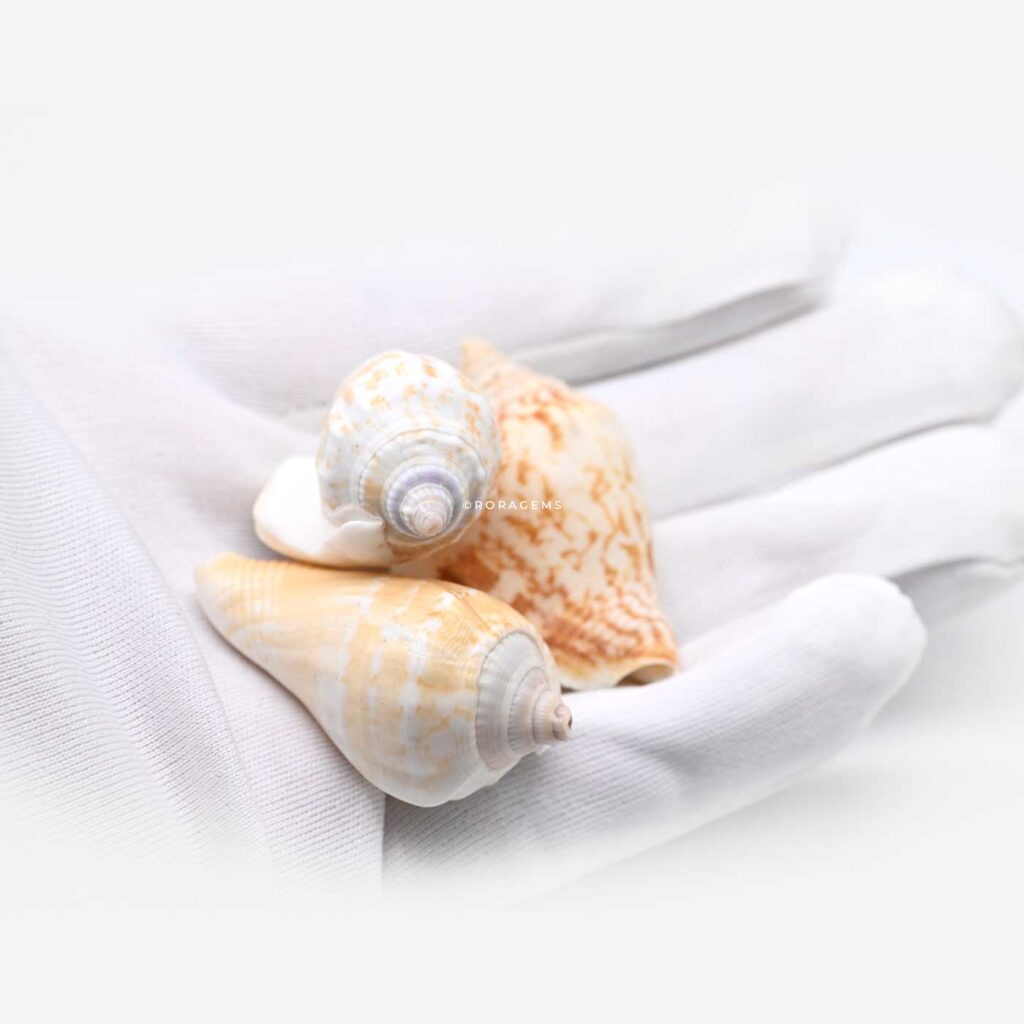 Natural ocean corn shells and spiral conch shells for keychain making handmade jewelry sea shells landscaping accessories photography props