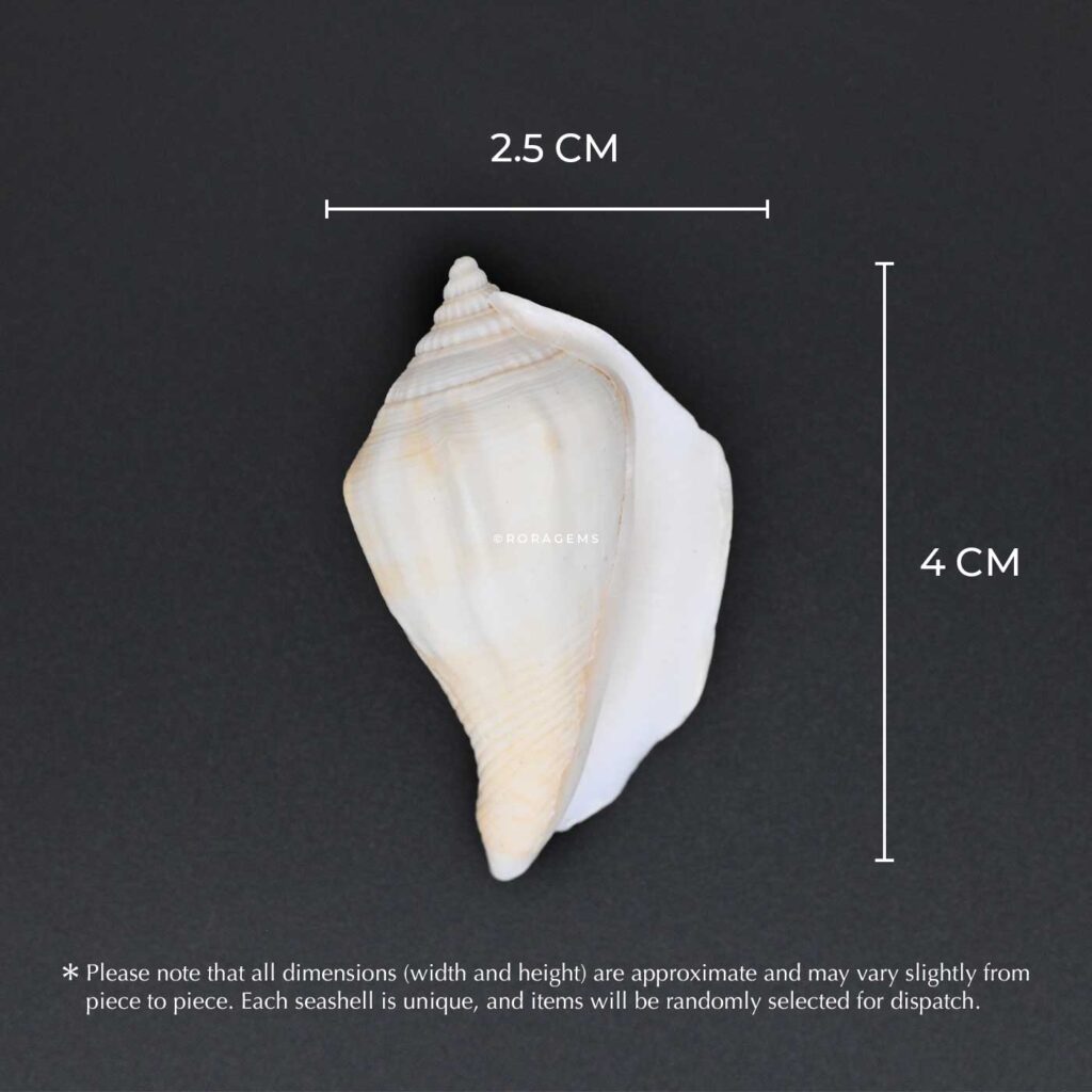 buy Real conchshells and sea shells for kids school projects arts and crafts with beach shells ocean shells