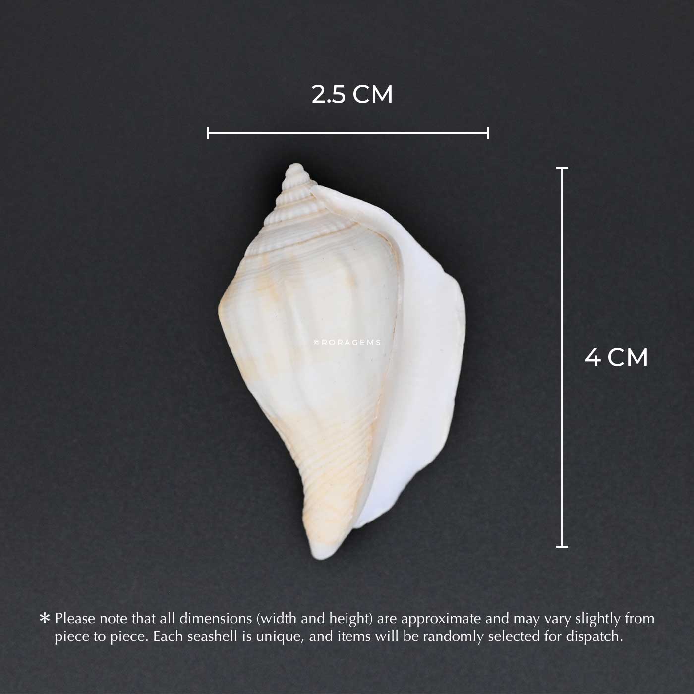 buy Real conchshells and sea shells for kids school projects arts and crafts with beach shells ocean shells