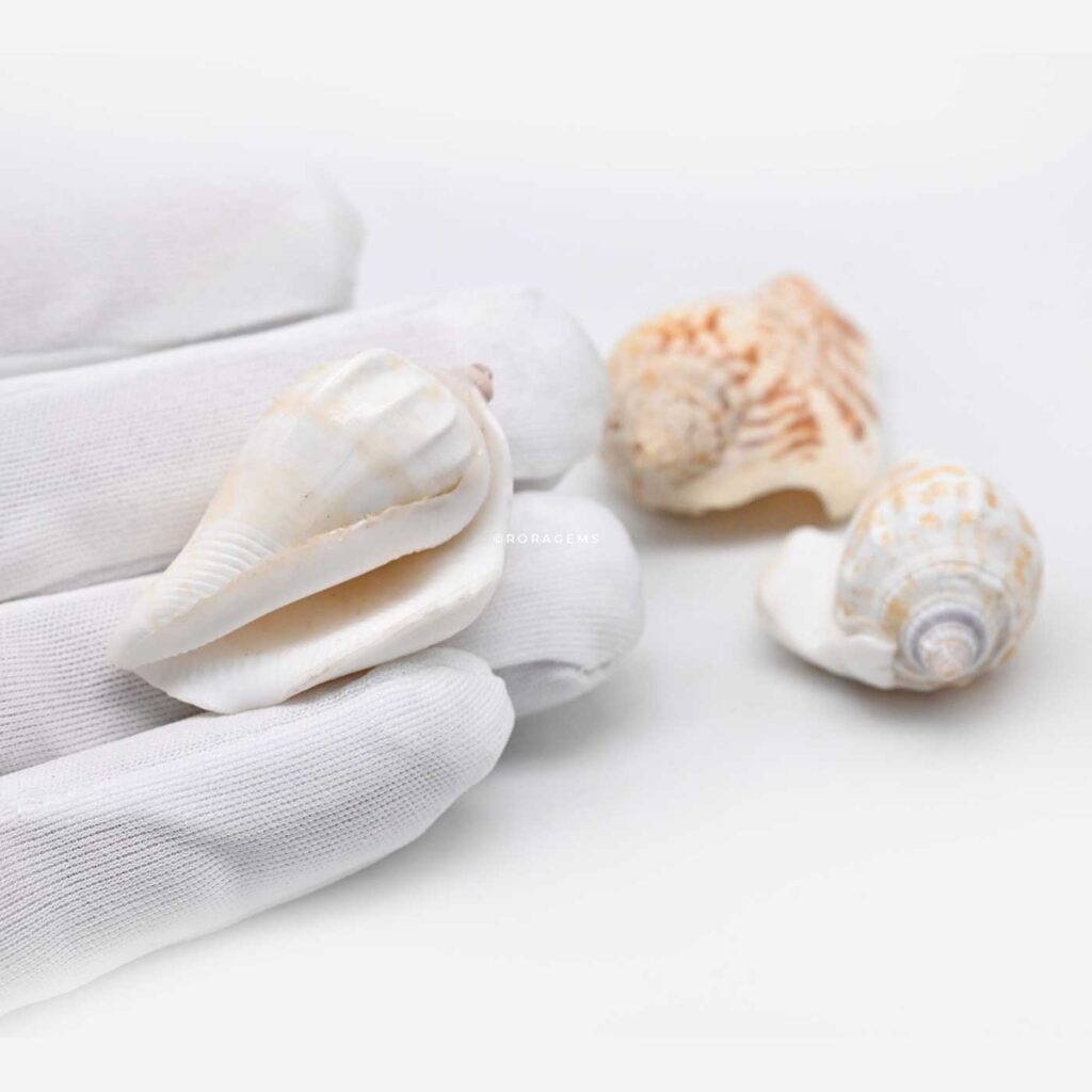 Real beach shells and ocean shells for spiritual rituals amulets including cowrie shells conch shells buy in colombo sri lanka