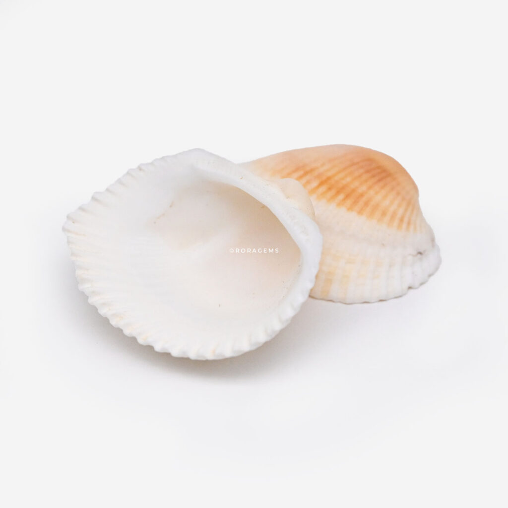 Natural tiny seashells for DIY jewelry making and beach craft decorations in Borella Colombo Sri Lanka