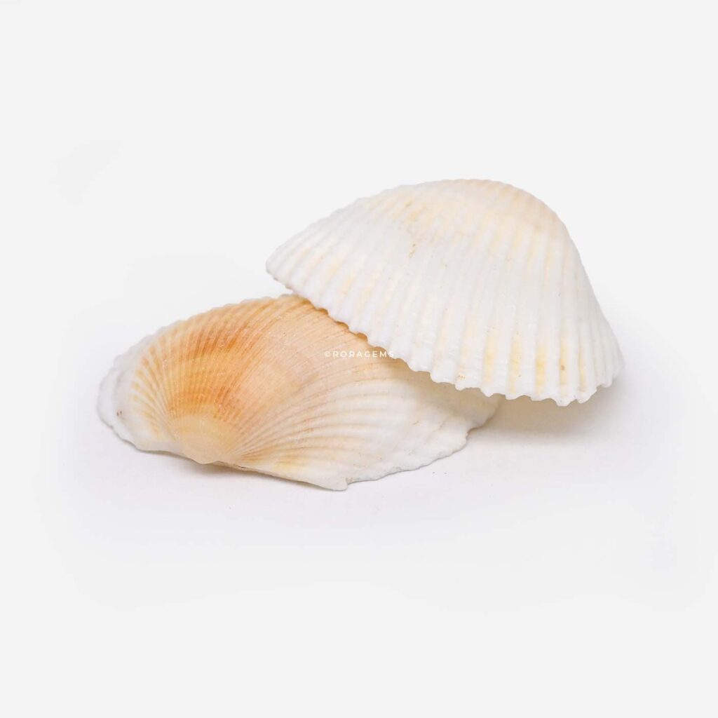 Ocean inspired mini sea shell collection for coastal home decor handmade crafts and jewelry making