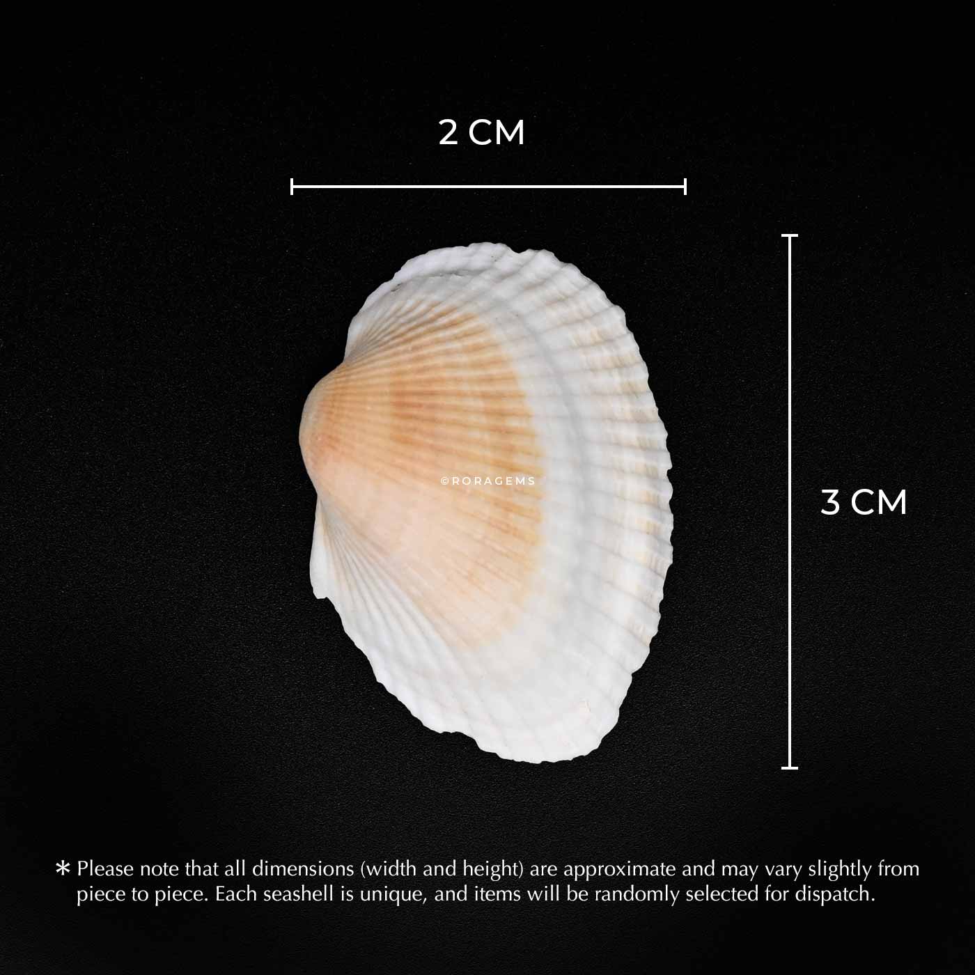 Buy small decorative seashells for resin art necklaces bracelets and school projects