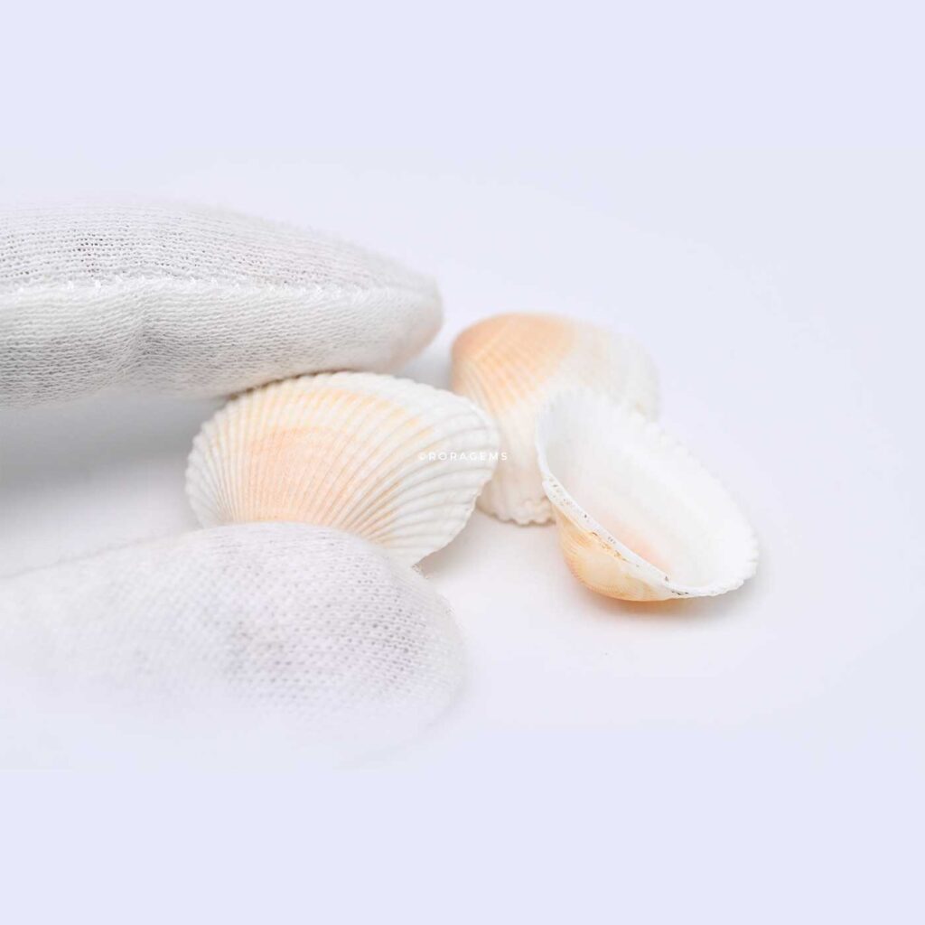 Order natural seashells online for DIY projects accessories beach themed decorations and creative art projects in borella