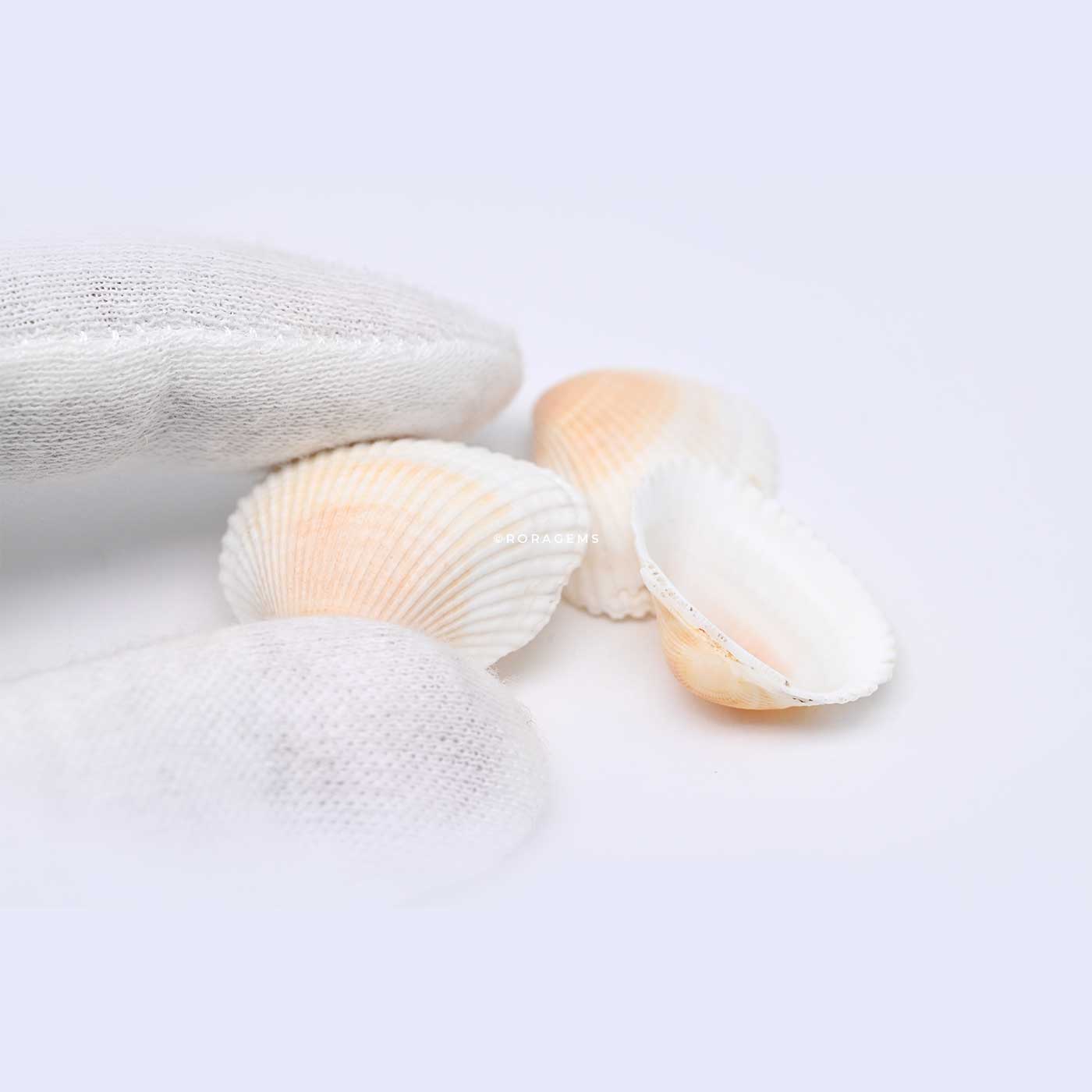 Order natural seashells online for DIY projects accessories beach themed decorations and creative art projects in borella