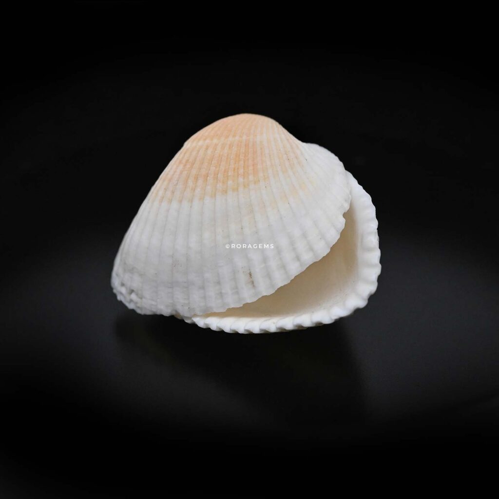 tiny seashells for craft supplies jewelry designs vase fillers and tropical decor by Roragems
