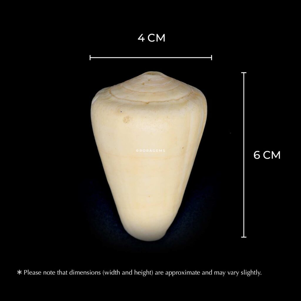 Natural white sea shell cone shape and spiral base, ideal for collectors, decorative displays, photography props, marine shell enthusiasts artists