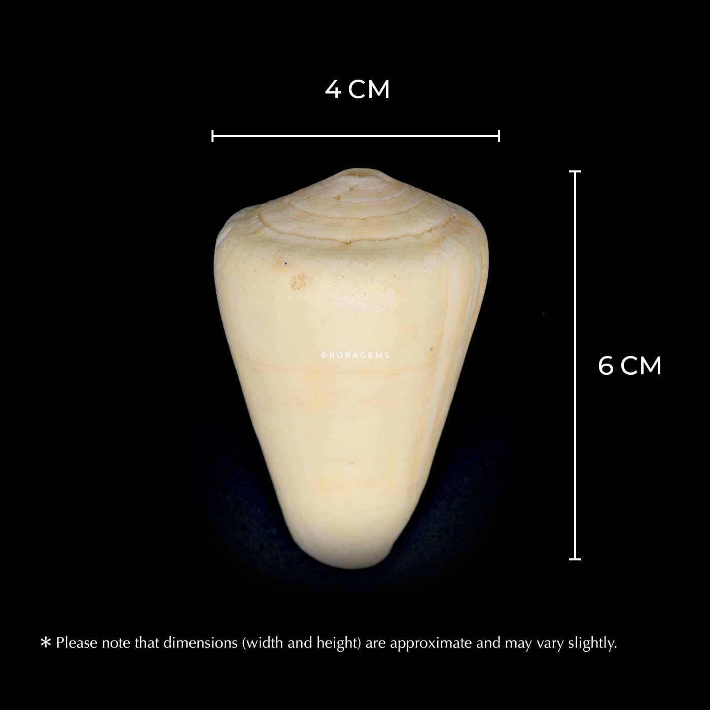Natural white sea shell cone shape and spiral base, ideal for collectors, decorative displays, photography props, marine shell enthusiasts artists