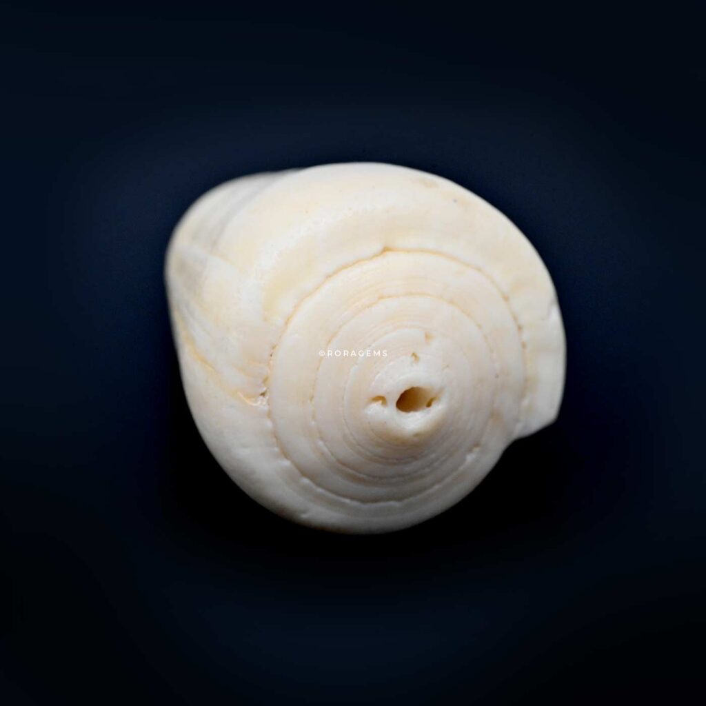 marine shell cone shape smooth texture, for beach-themed décor, rituals, pujas, photography styling buy in borella colombo