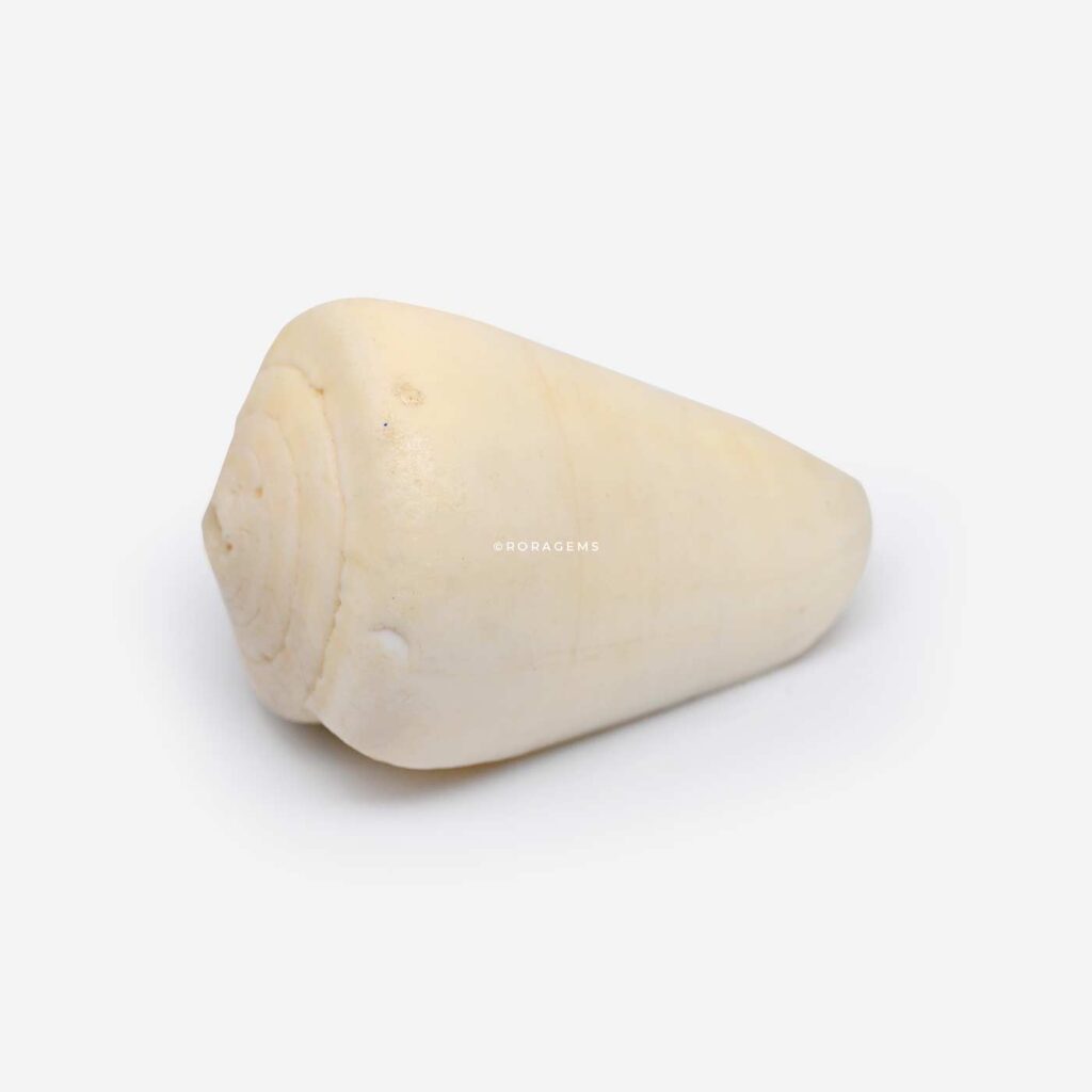 marine shel, ocean shell, ocean shel, spiral shell, white sea shell, ivory shell, cone shell order online in colombo