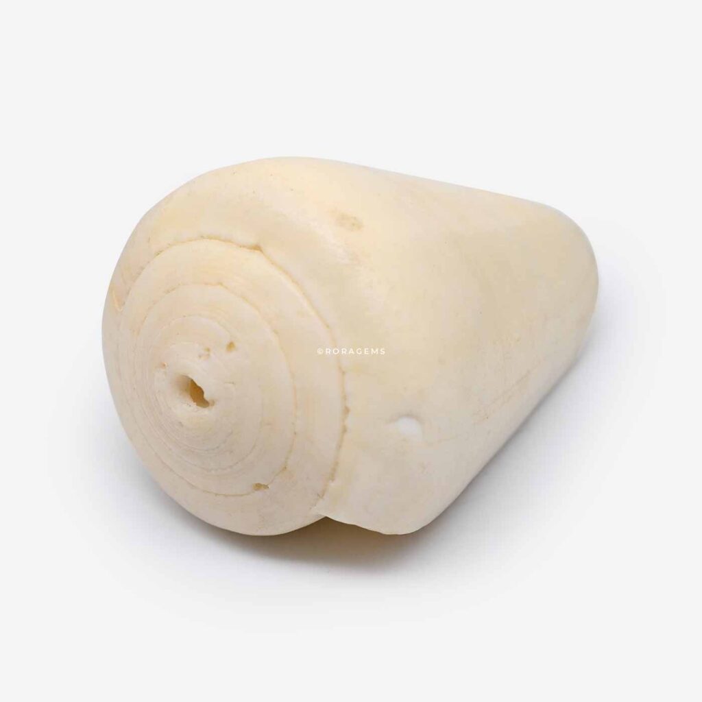 sea shell, seashell, sea shel, sea-shell, conch shell, conch shel, conchh shell, conchshell, marine shell