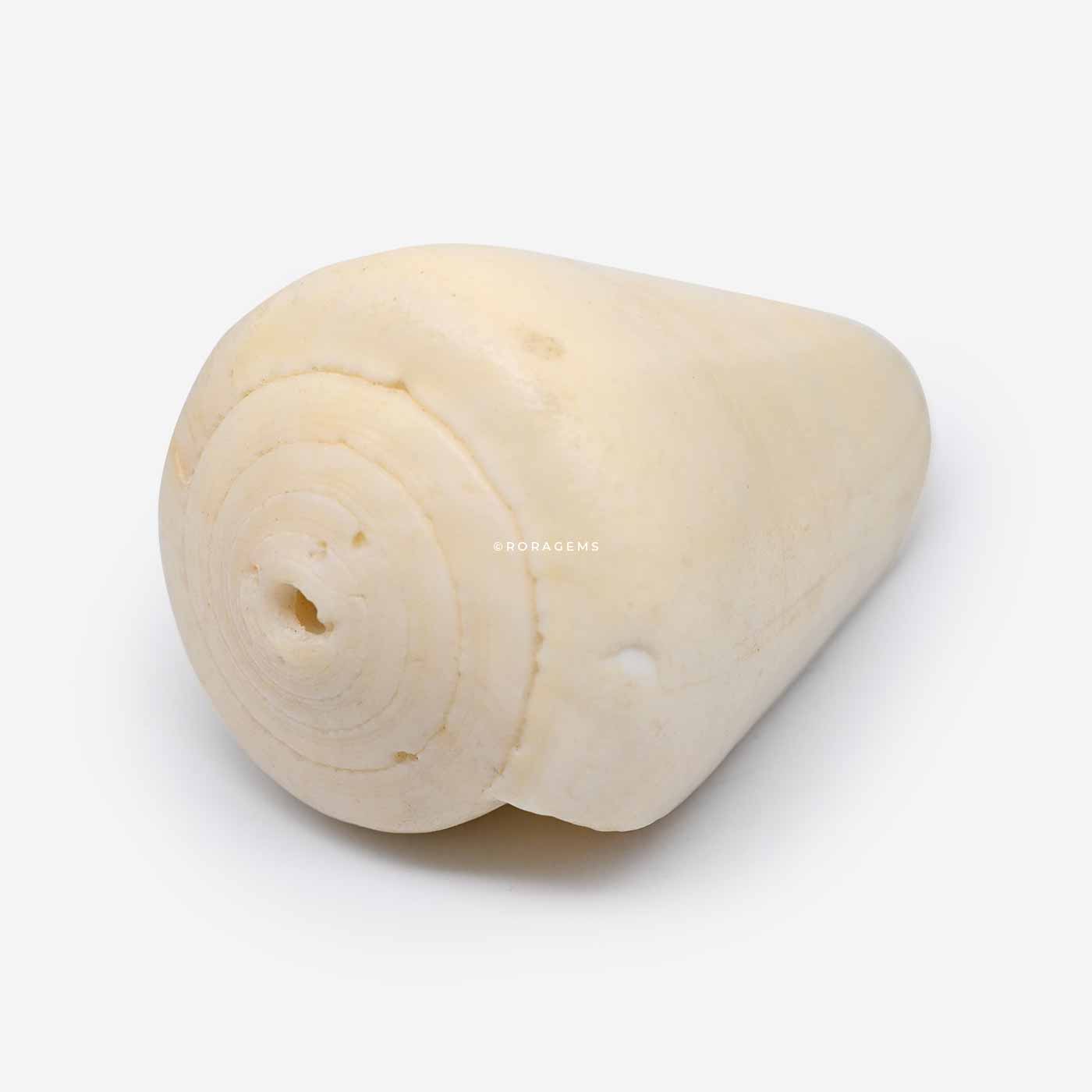 sea shell, seashell, sea shel, sea-shell, conch shell, conch shel, conchh shell, conchshell, marine shell