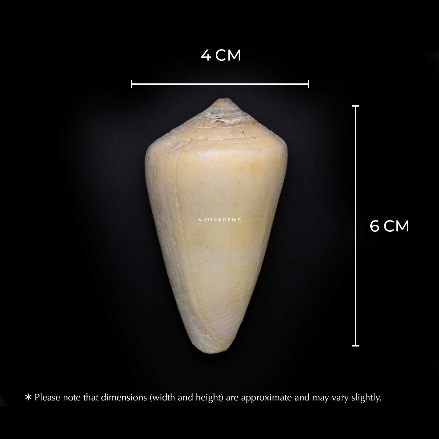 marine shell perfect for shell collectors, educational displays, ocean-themed exhibits, and nature enthusiasts