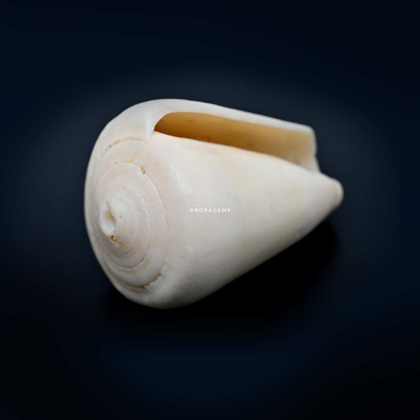 ocean shell collectible with natural spiral growth patterns, for DIY art projects, painting, school studies, creative decorations