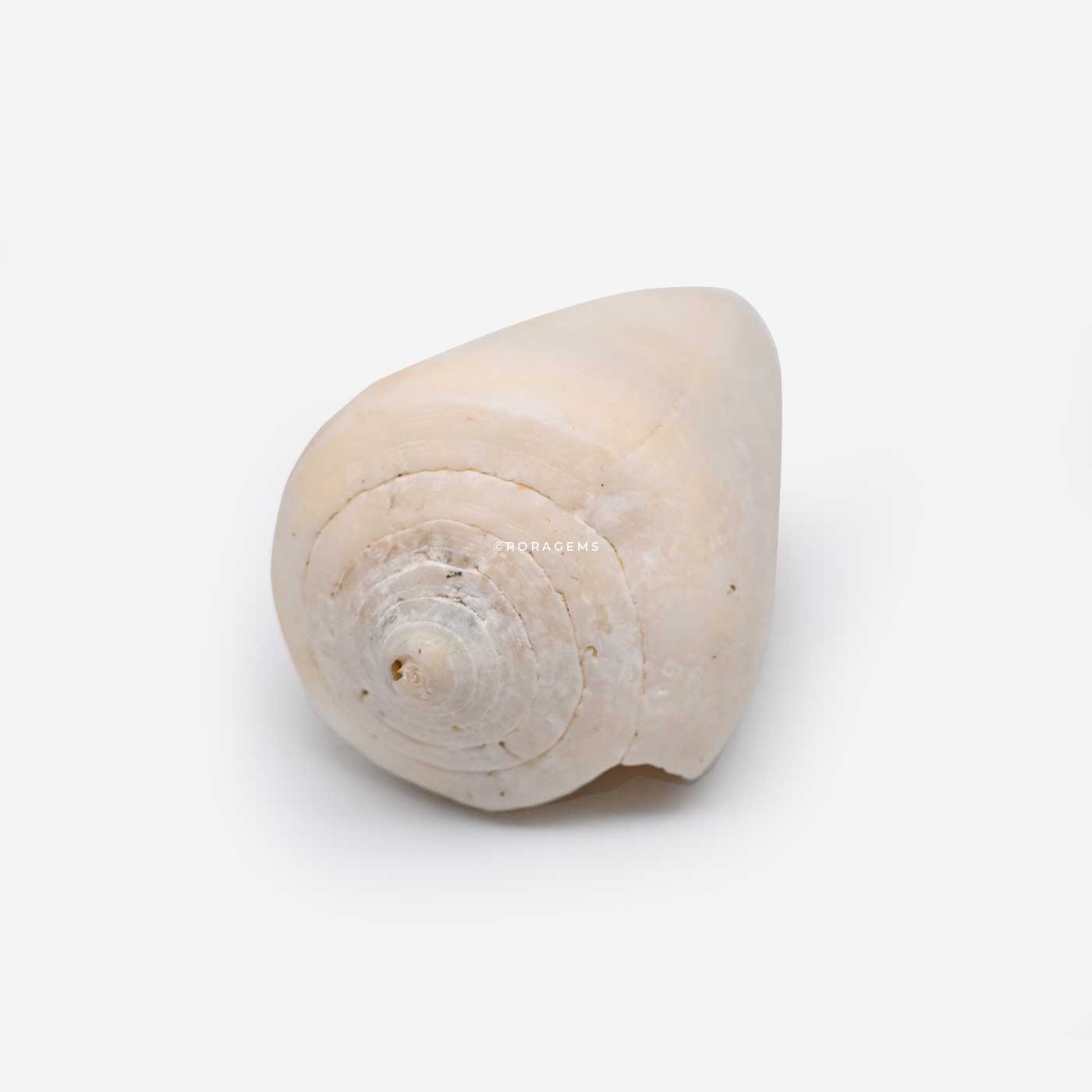 shell for DIY craft projects, resin art, beach wedding decor, handmade gifts, and creative home decoration